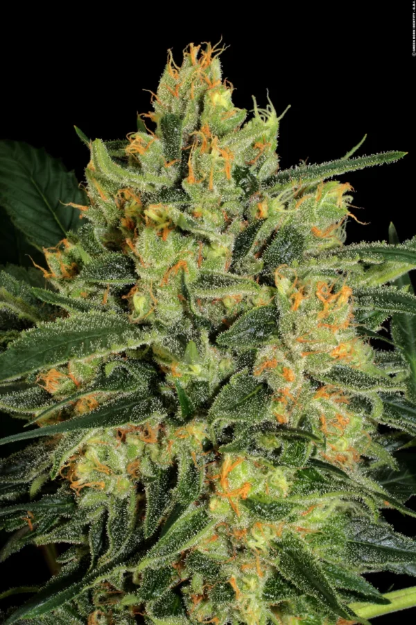 Durga Mata II CBD - Imagem 3