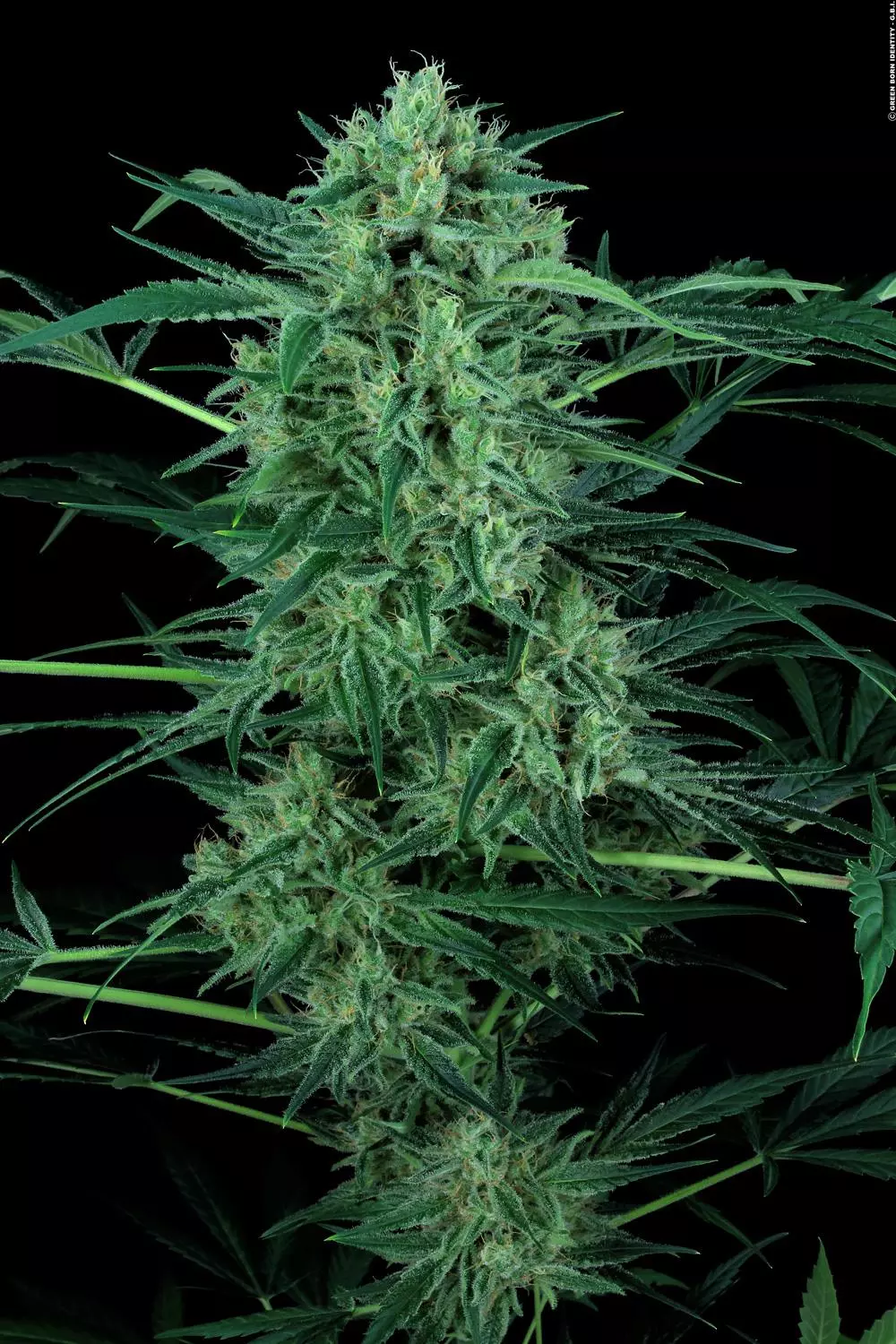 Nebula II CBD - Imagem 4