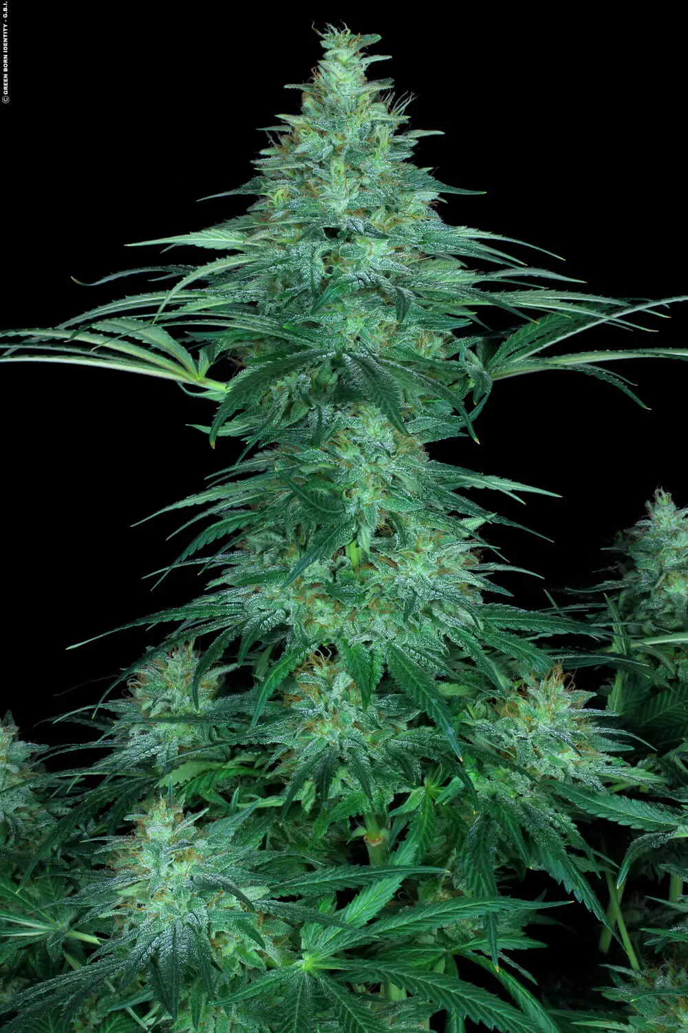 Sensi Star - Imagem 4