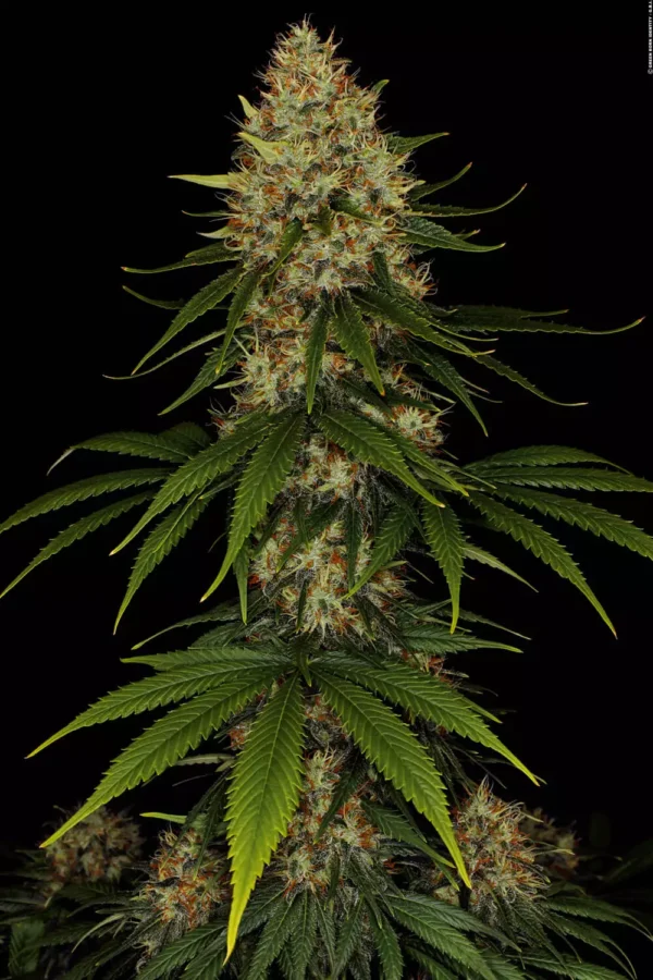 Space Cookies - Imagem 5