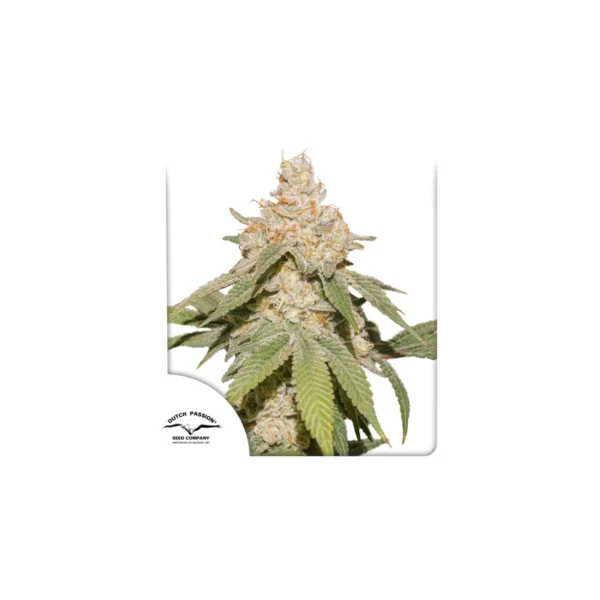 Auto SFV OG® - Imagem 3