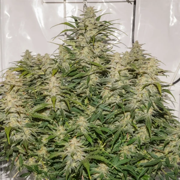 Auto SFV OG® - Imagem 4