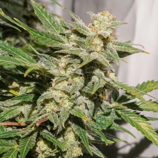 Auto SFV OG® - Imagem 5