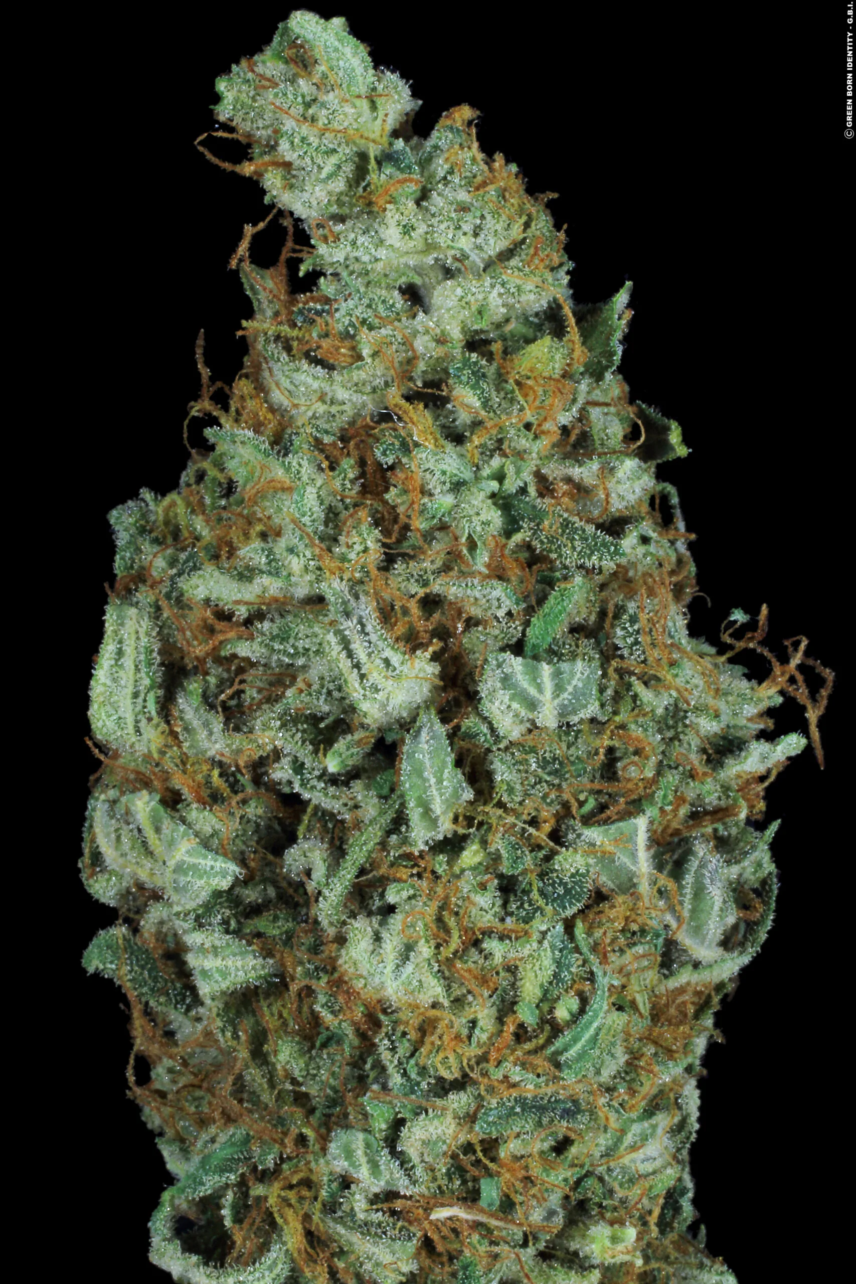Sensi Star - Imagem 3