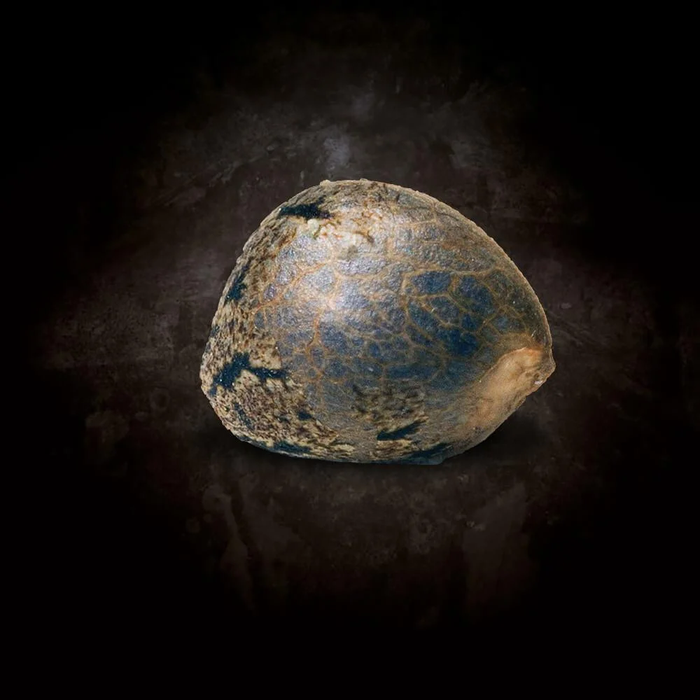 Delahaze - Imagem 4