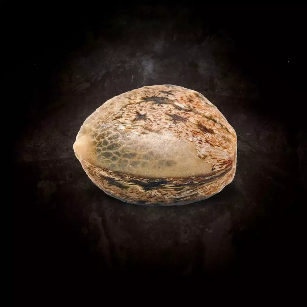 Nebula II CBD - Imagem 3