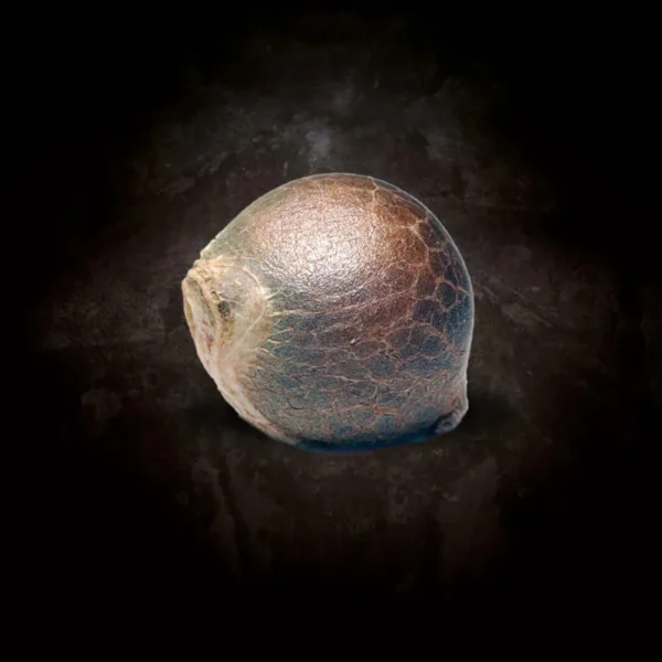 White Berry - Imagem 2