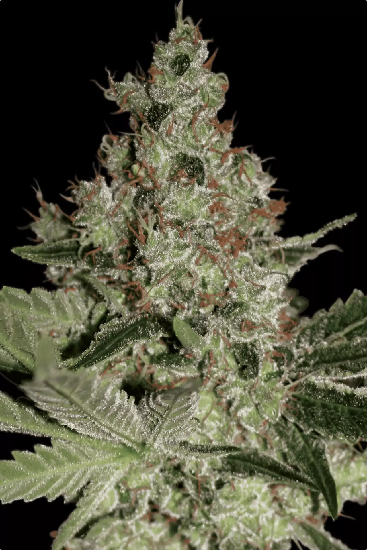 Acid - Imagem 3