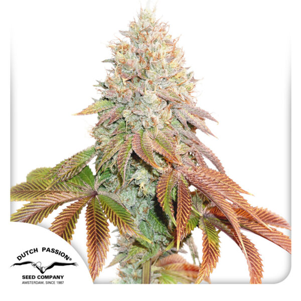 Auto Banana Blaze® - Imagem 3