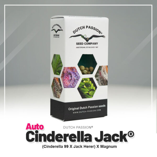 Auto Cinderella Jack® - Imagem 5