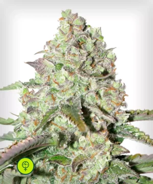 Auto-Colorado-Cookies