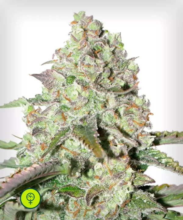 Auto-Colorado-Cookies