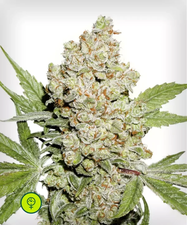 Auto-Lemon-Kix