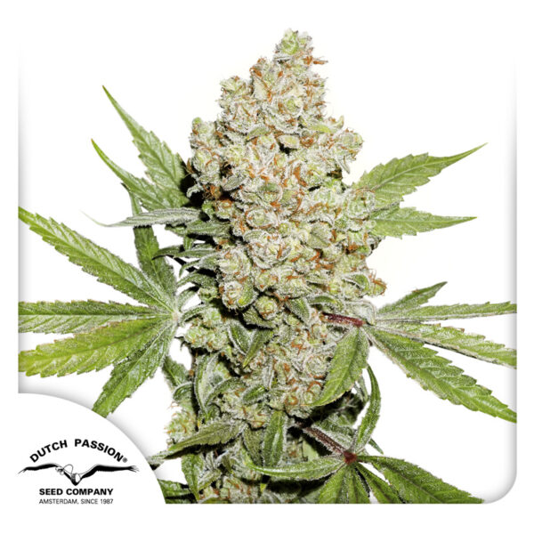 Auto Lemon Kix® - Imagem 4
