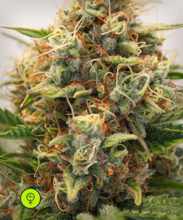 Auto MAC #1
