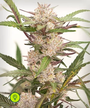 Auto Mimosa Punch