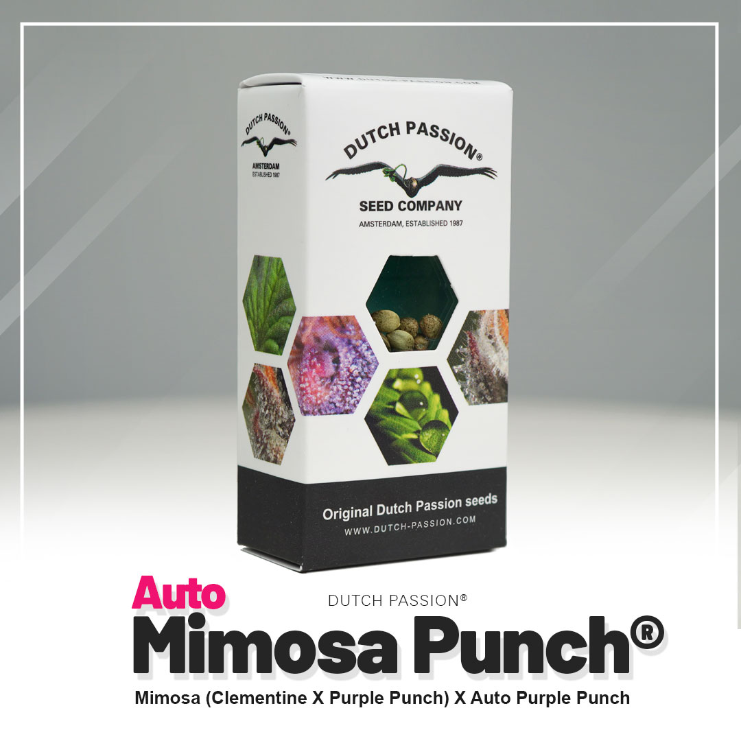 Auto Mimosa Punch® - Imagem 5