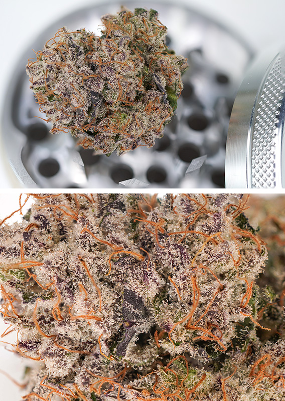 Auto Mimosa Punch® - Imagem 2