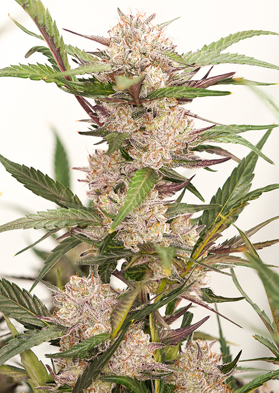 Auto Mimosa Punch® - Imagem 3