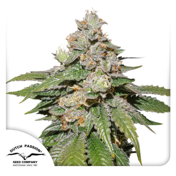 Auto Mokum’s Tulip® - Imagem 4