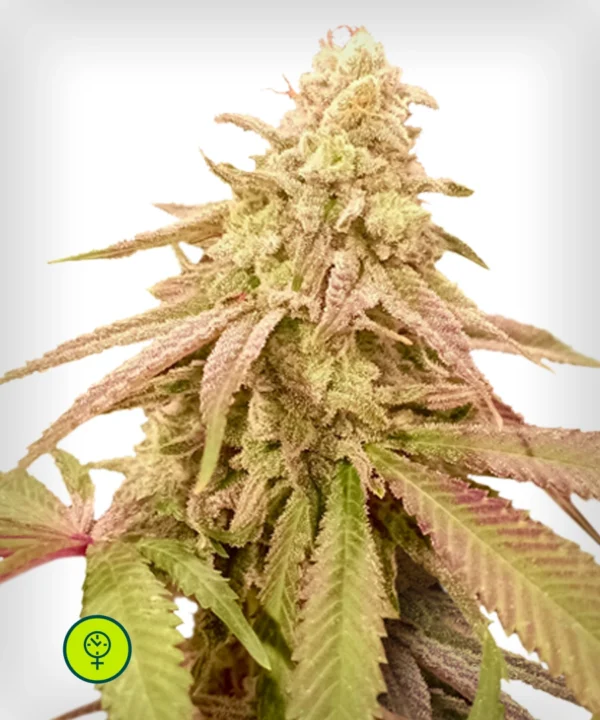 Auto-Purple-OG-Punch