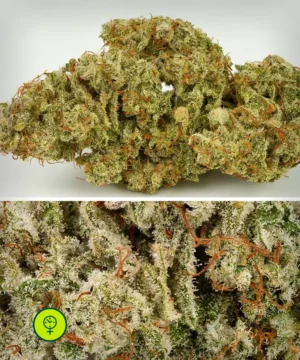 Auto SFV OG
