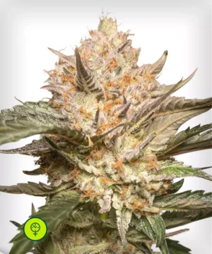 Auto-Trichome-&-Cream
