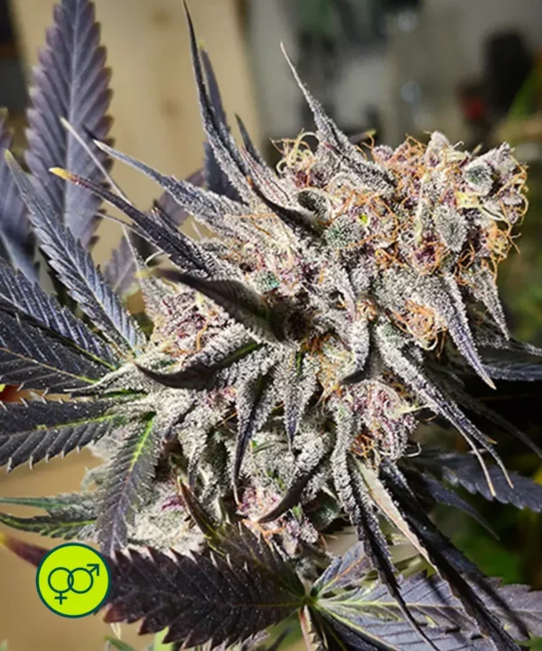 Blueberry-reg