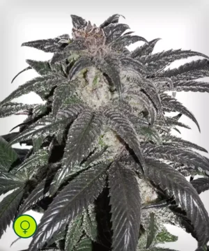 Bubba-Island-Kush