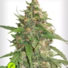 CBD Auto Compassion Lime