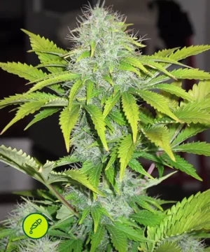 CBD Auto White Widow