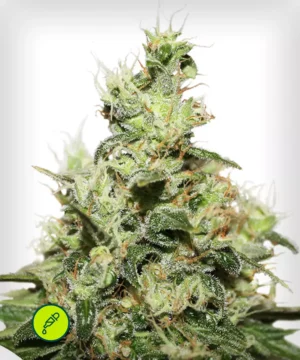 CBD Kush