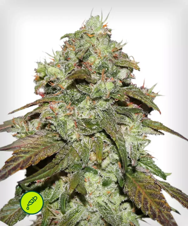 CBD Mazar