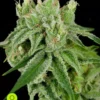 Crockett-Family-Farms-Banana-Split