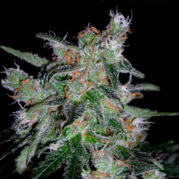 60 Day Lemon; AUTO - Imagem 2