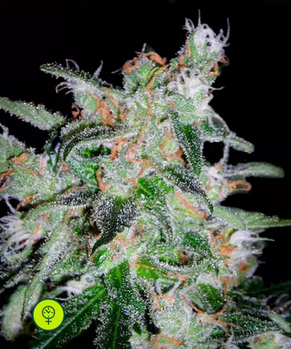 DNA-Genetics-60-Day-Lemon