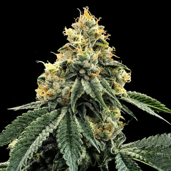 Kosher Dawg - Imagem 2