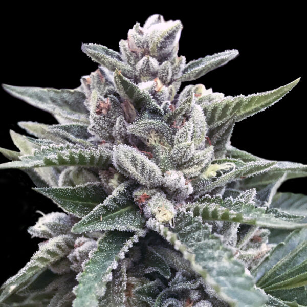 Kosher Sorbet - Imagem 2