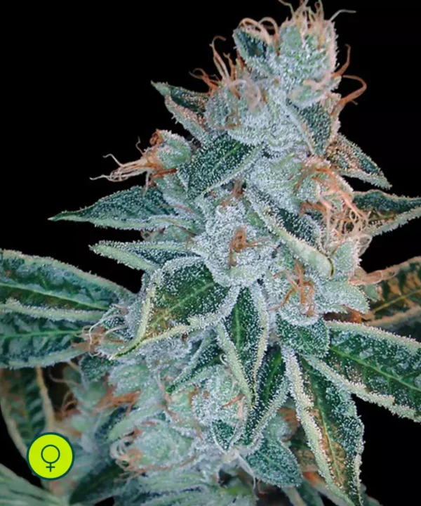 DNA-Genetics-Lemon OG Kush