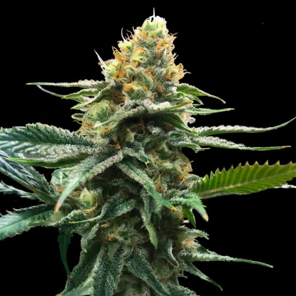 Sour Sorbet - Imagem 2