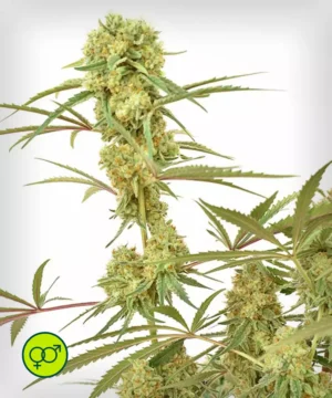 Durban-Poison-Reg