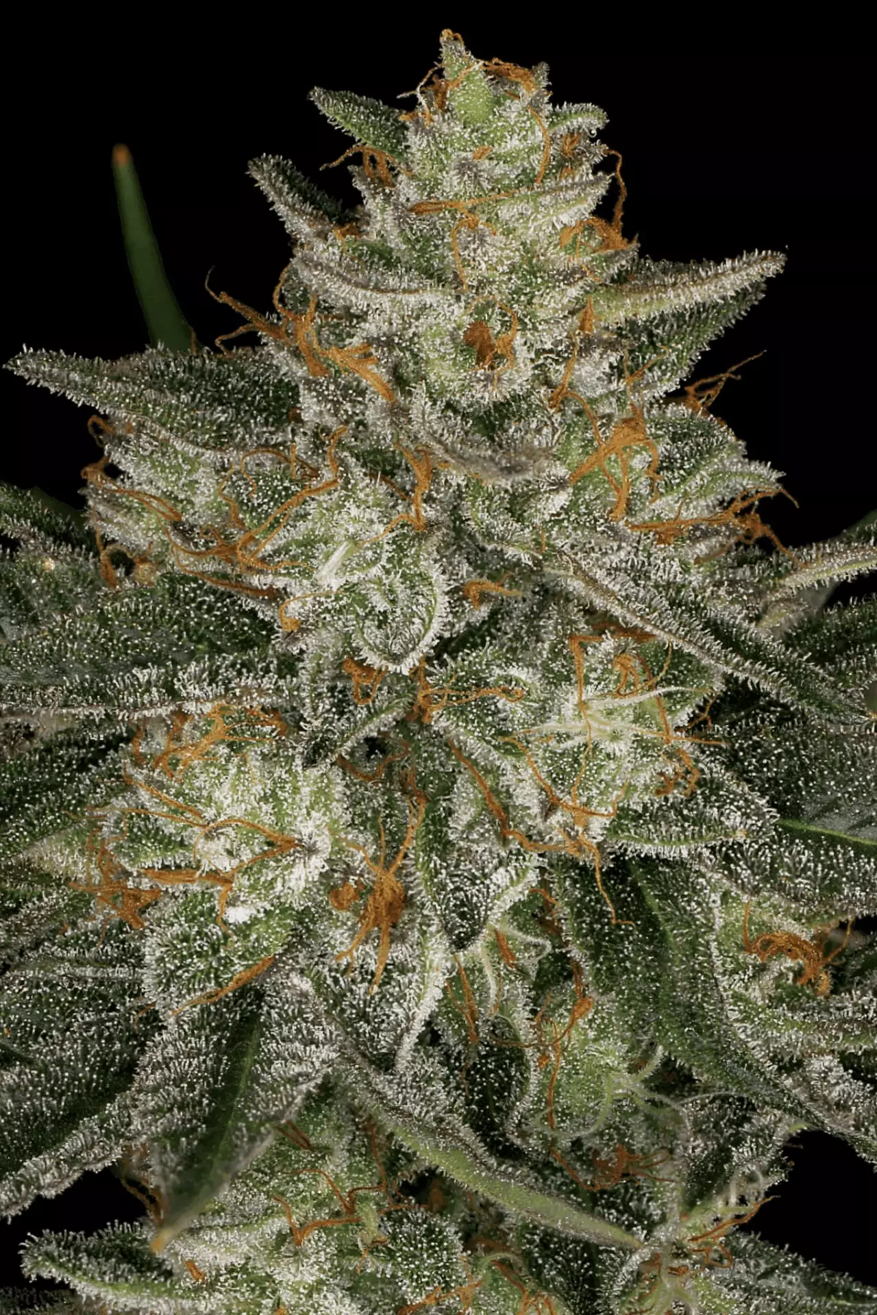 Dutch Kush - Imagem 3