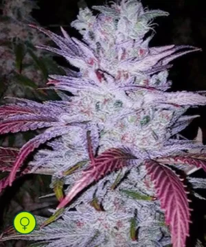 Early Lemon Berry RBX