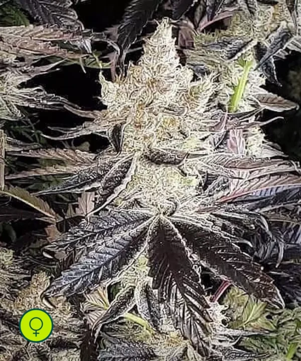 Ethos Cookies R2