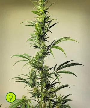 Ethos Haze IBL