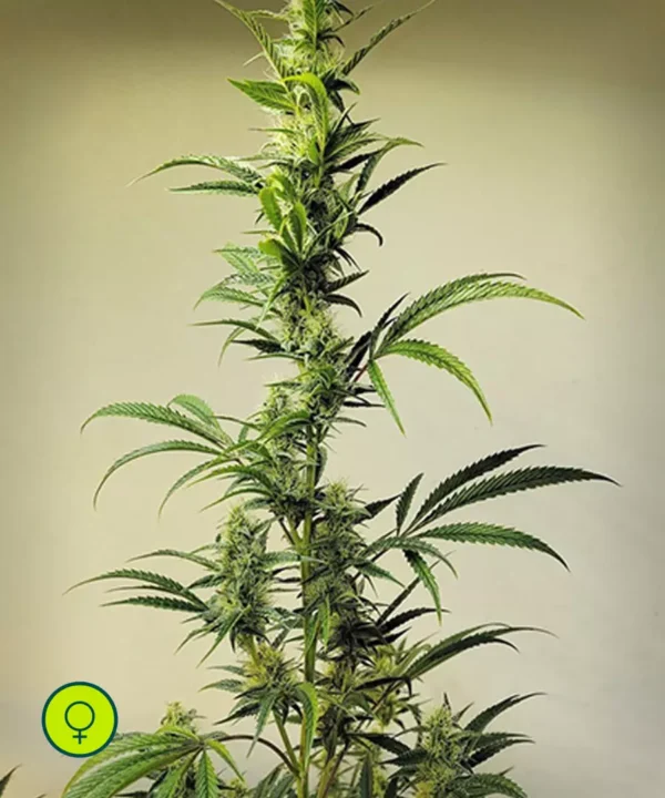 Ethos Haze IBL