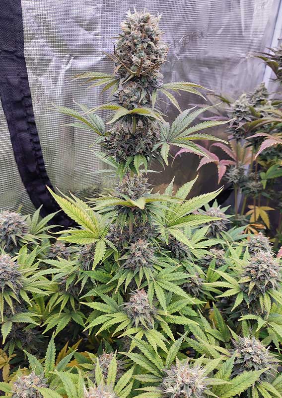 Euforia® - Imagem 2