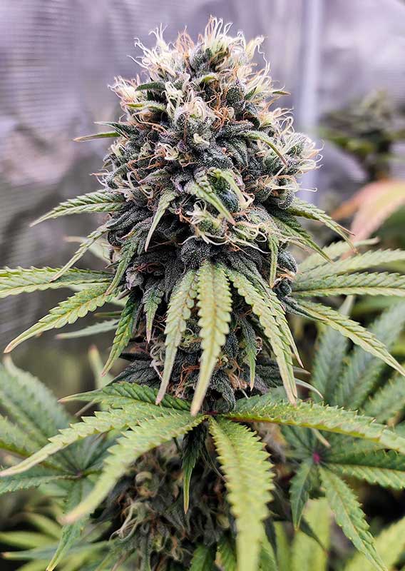 Euforia® - Imagem 3