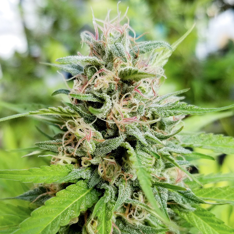 Friesland - Imagem 2