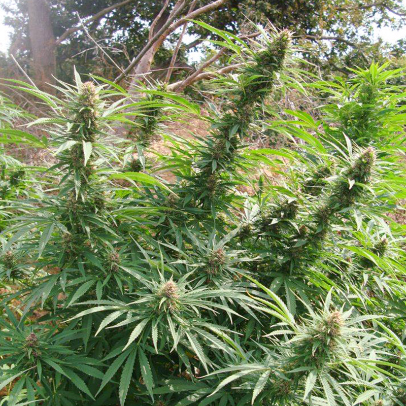 Friesland - Imagem 3